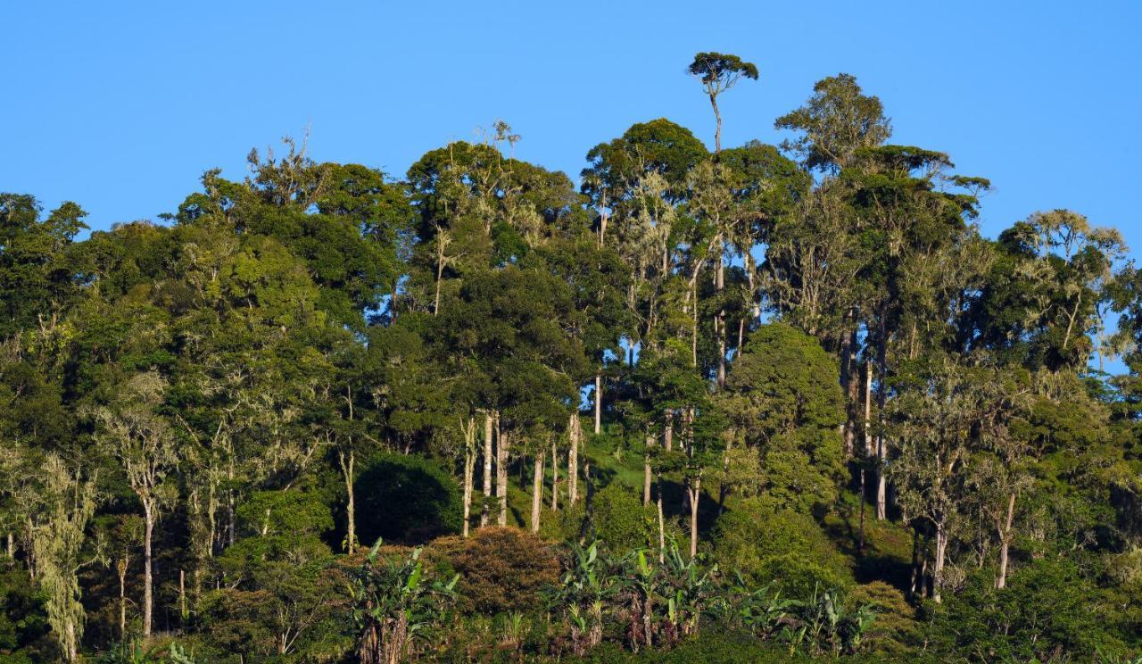 Arte De Plumas Birding Lodge Cartago Extérieur photo