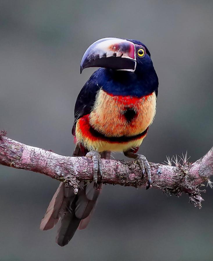 Arte De Plumas Birding Lodge Cartago Extérieur photo