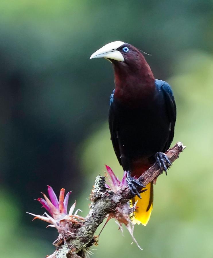 Arte De Plumas Birding Lodge Cartago Extérieur photo