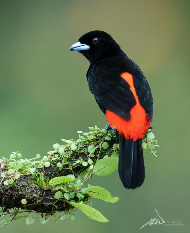 Arte De Plumas Birding Lodge Cartago Extérieur photo
