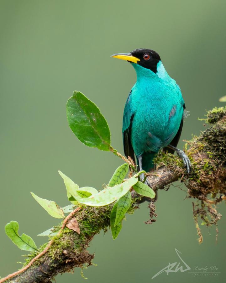 Arte De Plumas Birding Lodge Cartago Extérieur photo