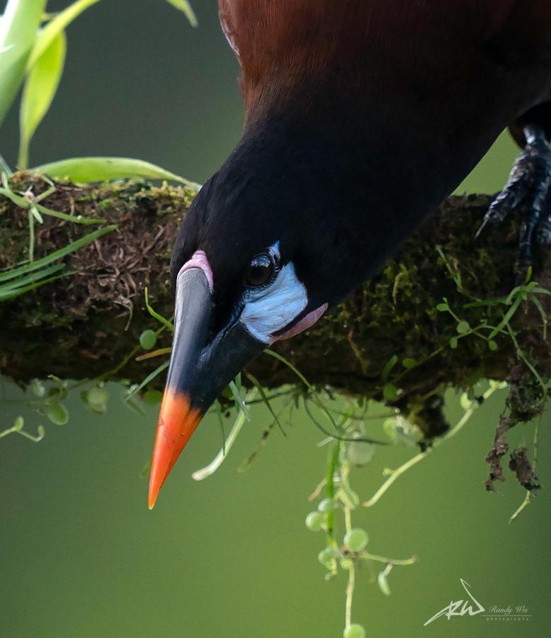 Arte De Plumas Birding Lodge Cartago Extérieur photo