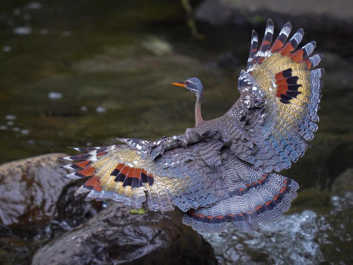 Arte De Plumas Birding Lodge Cartago Extérieur photo