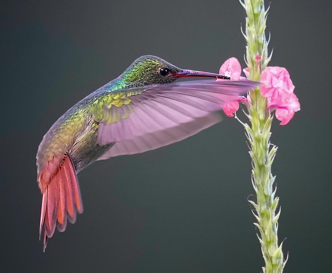 Arte De Plumas Birding Lodge Cartago Extérieur photo