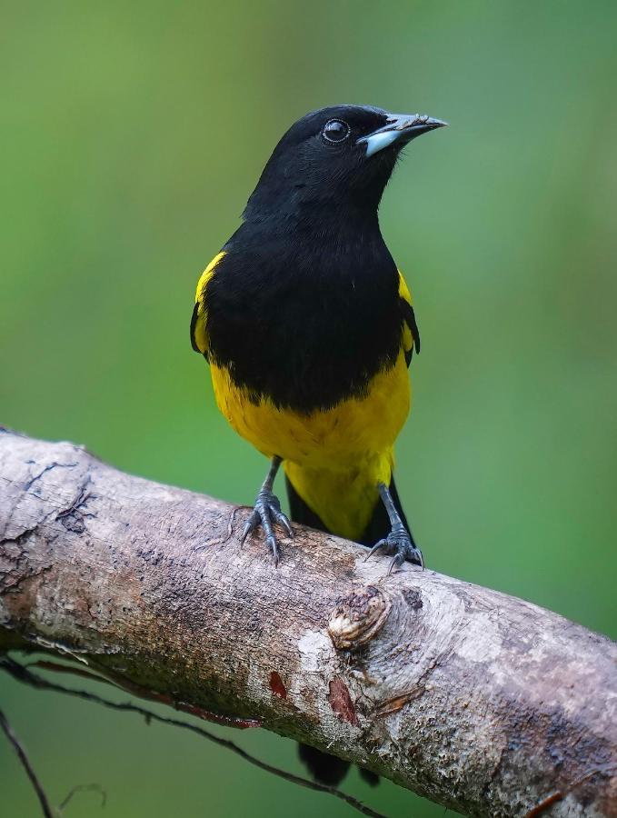 Arte De Plumas Birding Lodge Cartago Extérieur photo